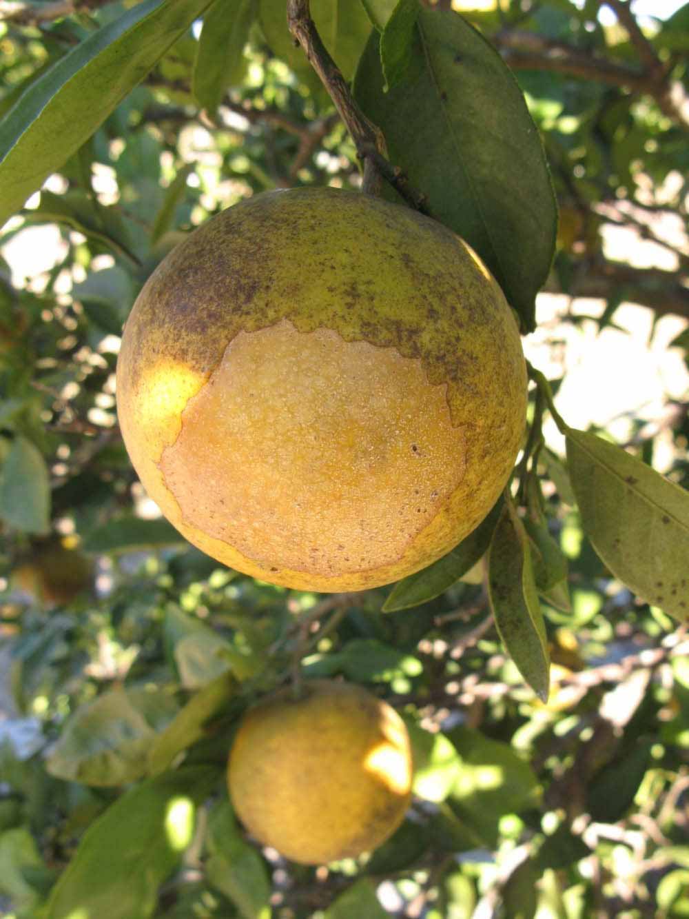            Fruit (Winter Haven, FL)   